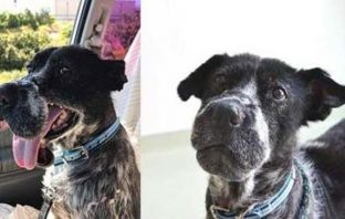 Family pays £600 to bring ‘petrified’ and abused dog home from holiday