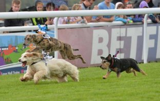 Dog race raises £20,000 for charity